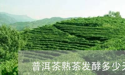 普洱茶熟茶发酵多少天好/2023110720895