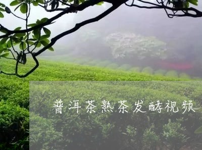 普洱茶熟茶发酵视频/2023091414837