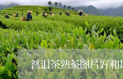 普洱茶熟茶图片好和坏/2023062499391