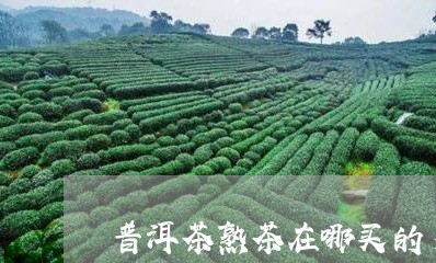 普洱茶熟茶在哪买的多少钱一斤/2023083004726