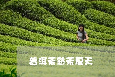 普洱茶熟茶夏天/2023101638470