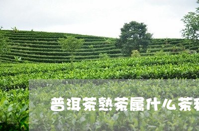 普洱茶熟茶属什么茶种好/2023083019614