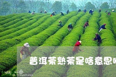 普洱茶熟茶是啥意思啊/2023062955147