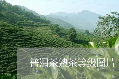 普洱茶熟茶等级图片/2023091483825