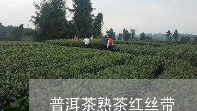 普洱茶熟茶红丝带/2023112475168