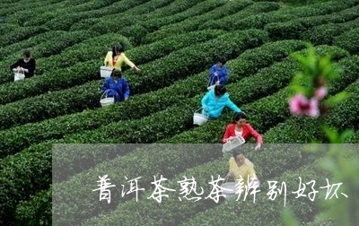 普洱茶熟茶辨别好坏/2023070936068