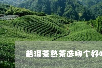 普洱茶熟茶选哪个好喝又好喝/2023083003804