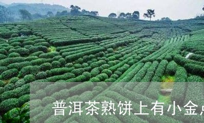 普洱茶熟饼上有小金点/2023062393050