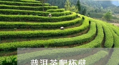 普洱茶爬杯壁/2023042573201