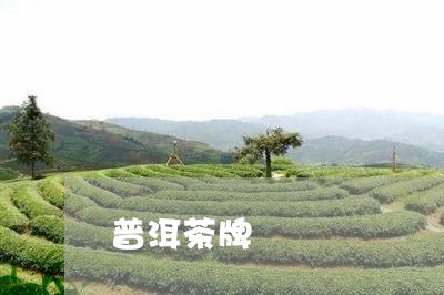 普洱茶牌/2023121826168