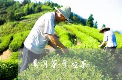 普洱茶牙生茶/2023042840435