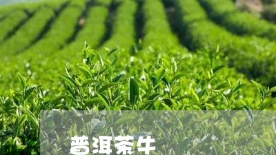 普洱茶牛/2023090145160