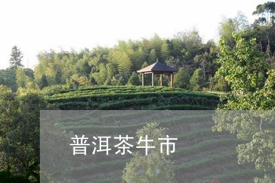 普洱茶牛市/2023090549502