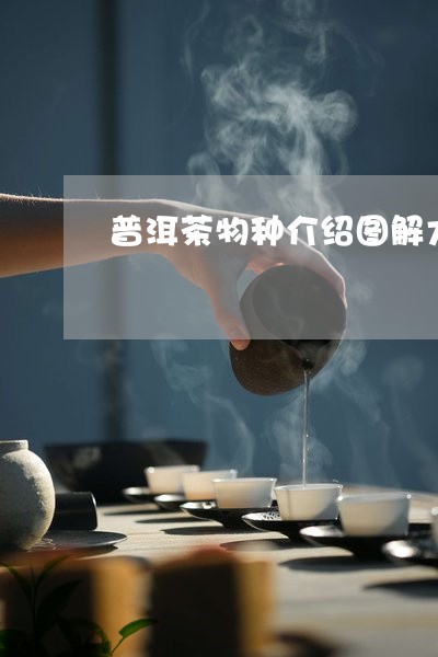 普洱茶物种介绍图解大全/2023103150514