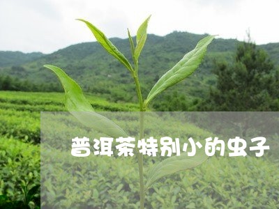 普洱茶特别小的虫子/2023081608380