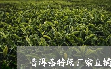 普洱茶特级厂家直销/2023080236848