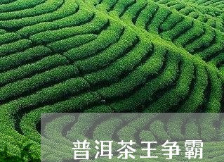 普洱茶王争霸/2023042784920