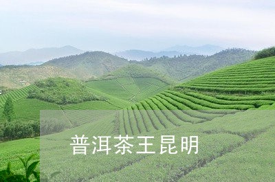 普洱茶王昆明/2023042771975