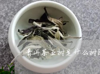 普洱茶王树是什么树图片/2023112851905