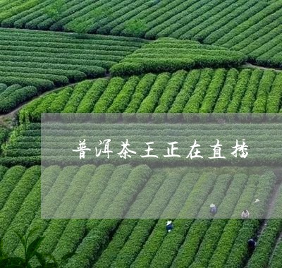 普洱茶王正在直播/2023101683945