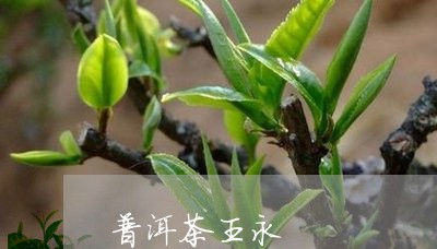 普洱茶王永/2023090691847