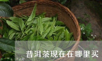 普洱茶现在在哪里买/2023091505150