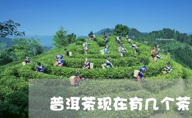 普洱茶现在有几个茶厂/2023120647260