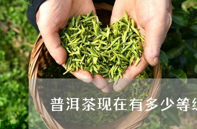 普洱茶现在有多少等级/2023100892927