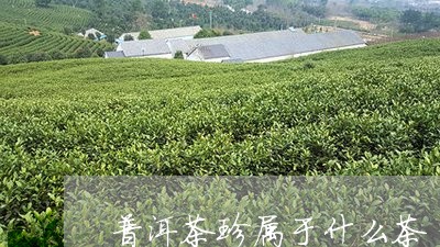 普洱茶珍属于什么茶/2023091492695