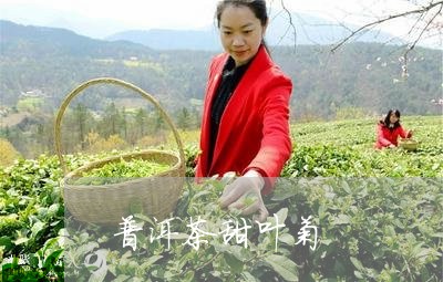 普洱茶甜叶菊/2023042587073