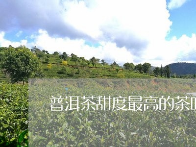 普洱茶甜度最高的茶叶品种/2023112439574