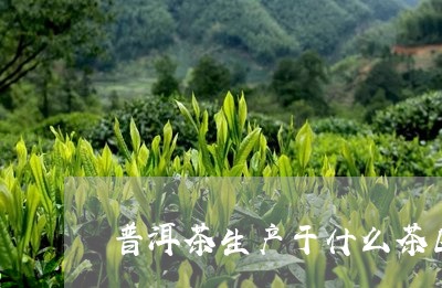 普洱茶生产于什么茶区/2023080383150