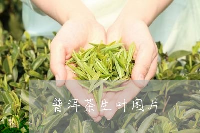 普洱茶生叶图片/2023112672713