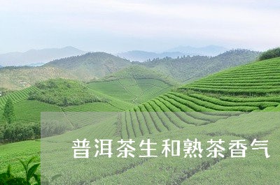 普洱茶生和熟茶香气/2023082662725