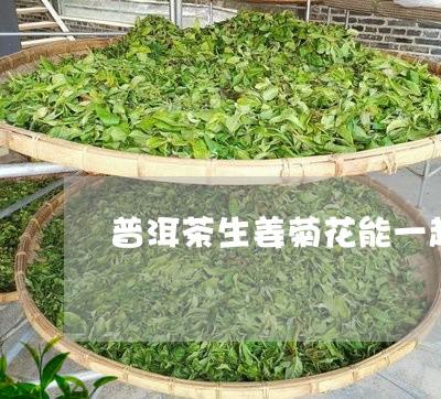 普洱茶生姜菊花能一起喝吗/2023051078463