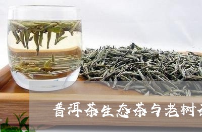 普洱茶生态茶与老树茶哪个好/2023083073028