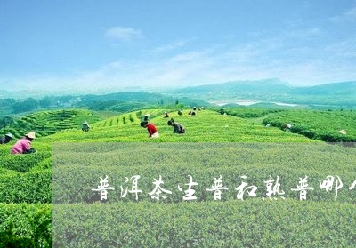 普洱茶生普和熟普哪个好一点/2023121703025