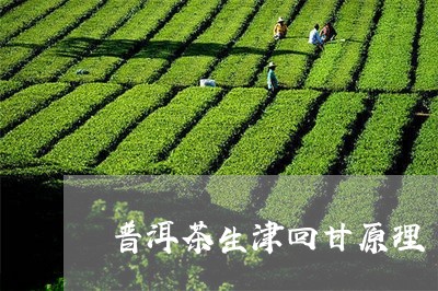 普洱茶生津回甘原理/2023120585269