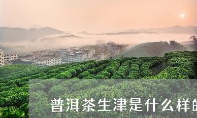 普洱茶生津是什么样的/2023092742749