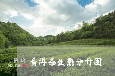 普洱茶生熟分开图/2023120420391