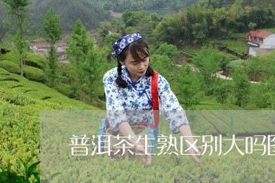 普洱茶生熟区别大吗图片/2023121700506