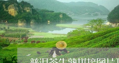 普洱茶生熟拼接图片及价格/2023083058473