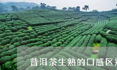 普洱茶生熟的口感区别/2023100693827