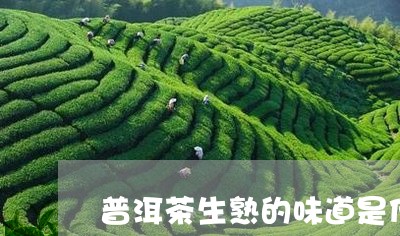 普洱茶生熟的味道是什么/2023121787151