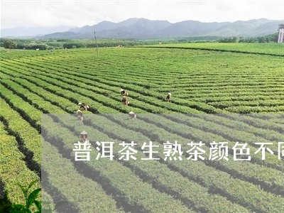 普洱茶生熟茶颜色不同的原因/2023052918605