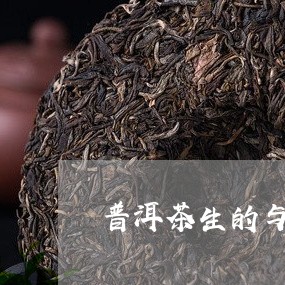 普洱茶生的与熟的区别/2023092849703