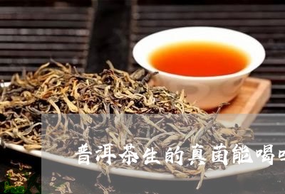 普洱茶生的真菌能喝吗/2023121759471