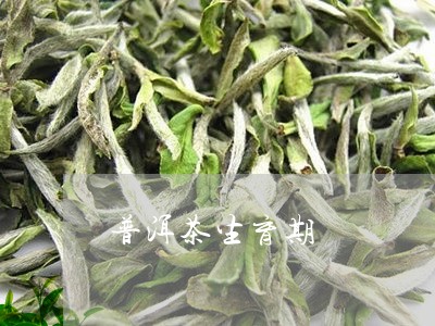 普洱茶生育期/2023042864612