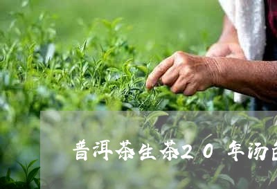 普洱茶生茶20年汤色/2023111018372