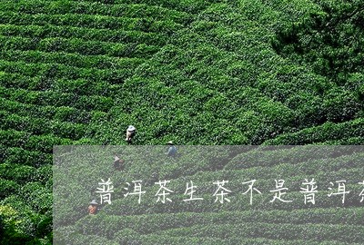 普洱茶生茶不是普洱茶/2023062889260